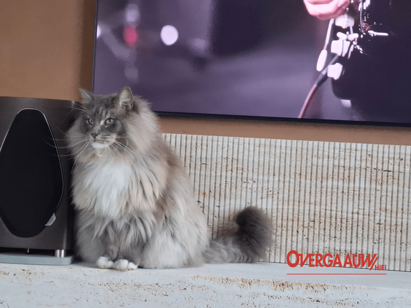 Poes vlijt zich naast de Sonus Faber Sonetto 2 speakers geleverd door Overgaauw